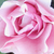 Ružičasta - Floribunda ruže - Nagyhagymás
